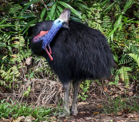 FOTO: Cantiknya Kasuari, Burung Purba Endemik Papua dan Australia yang Terancam Punah