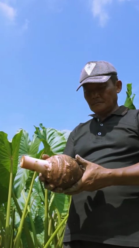 Ubah Lahan Kosong Jadi Ladang Emas, Budidaya Talas Pratama Laku Keras di Pasar Lokal dan Internasional