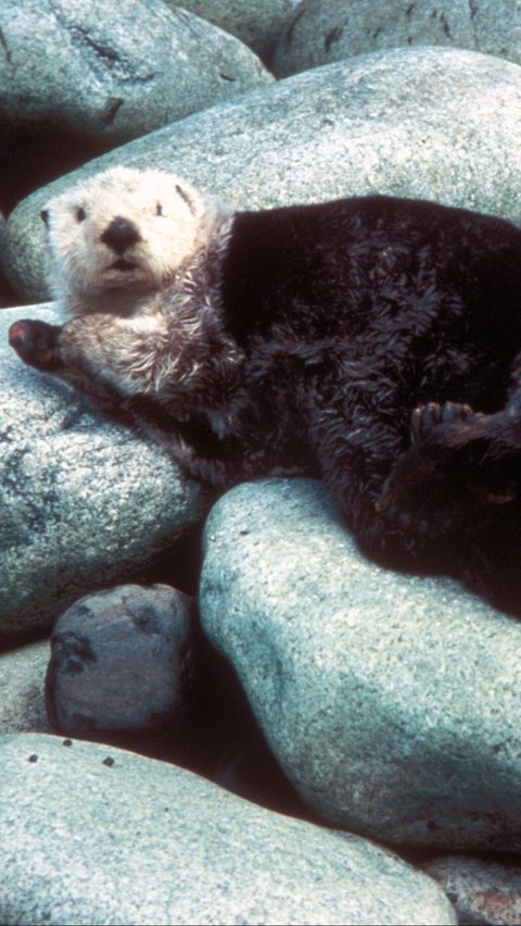 4. Sea Otter