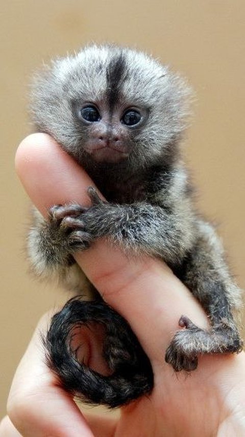 10. Marmoset Kerdil<br>