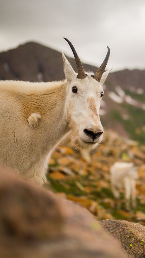 1. Mountain Goat