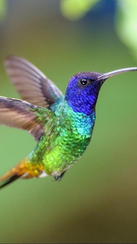 2. Hummingbird
