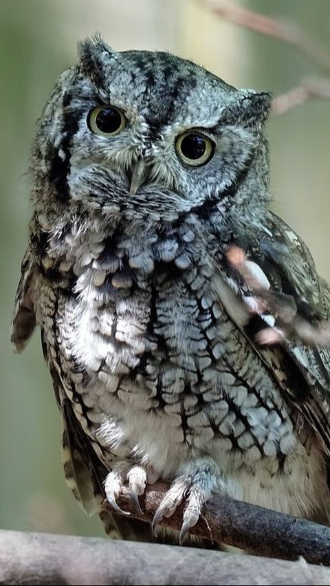 5. Owl