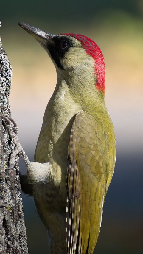 7. Woodpecker