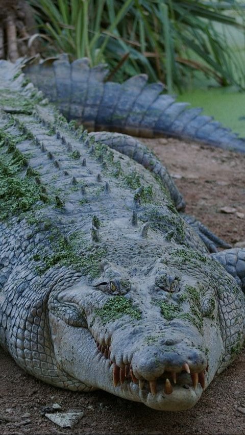 8. Crocodile 