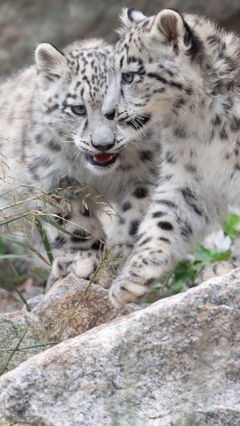 9. Snow Leopard