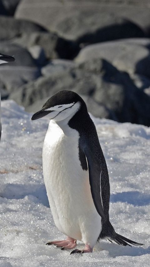 14. Penguin