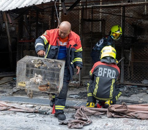 Petugas pemadam kebakaran membawa ayam yang terluka saat kebakaran melanda Pasar Chatuchak di Bangkok, Thailand, pada 11 Juni 2024. Kebakaran dahsyat melanda pasar hewan terbesar di Thailand. Peristiwa ini menyebabkan ratusan toko ludes dan ribuan binatang yang diperdagangkan mati. Foto: Chanakarn Laosarakham/AFP