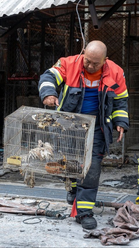 FOTO: Kondisi Pasar Hewan Terbesar di Thailand Ludes Terbakar, Ribuan Binatang Tewas Terpanggang