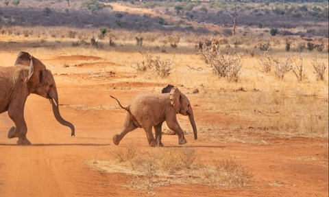 Seperti Manusia, Gajah Memanggil Kawanan Mereka dengan Nama Masing-Masing