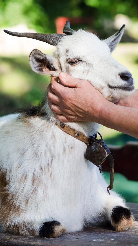 Benarkah Daging Kambing Bisa Picu Masalah Darah Tinggi? Ini Fakta Sesungguhnya