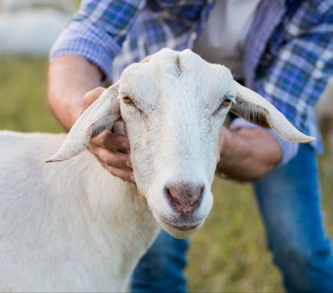 Benarkah Daging Kambing Bisa Picu Masalah Darah Tinggi? Ini Fakta Sesungguhnya