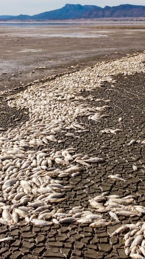 Kondisi tersebut menyebabkan Laguna Bustilos surut secara drastis. Ribuan ikan di danau tersebut ditemukan mati. Foto: Alex Arzaga/AFP