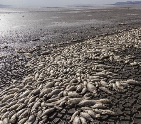 FOTO: Potret Kemarau Ekstrem Landa Meksiko: Danau Mengering, Ribuan Ikan Mati