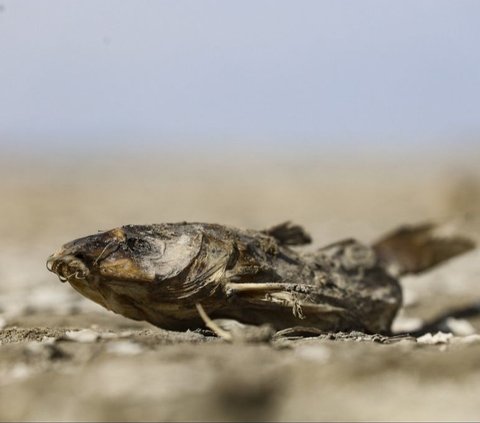 FOTO: Potret Kemarau Ekstrem Landa Meksiko: Danau Mengering, Ribuan Ikan Mati