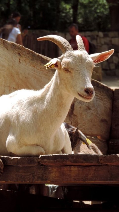 5 Syarat Kambing Kurban Idul Adha, Perhatikan Umur dan Kondisi Fisik