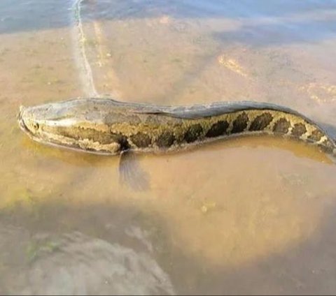 Fisherman Catches Strange Fish, Its Head Resembles a Snake and Its Body Pattern is Like a Python