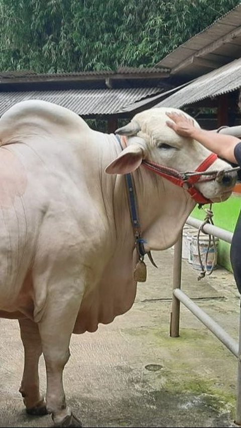 Jokowi Salurkan Sapi Kurban untuk Seluruh Provinsi Termasuk IKN, Bobotnya Capai 1 Ton