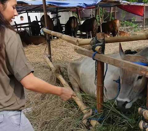 Cerita Indah Permatasari jadi Pedagang Hewan Kurban, Datangkan Sapi-sapi Lokal dari Bima NTB