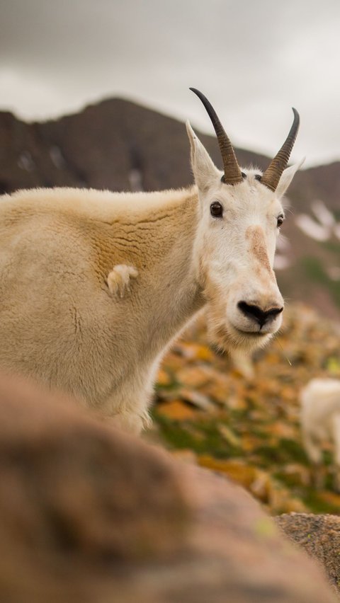 1. Kambing Gunung<br>