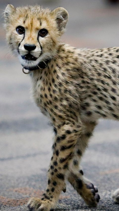 4. Cheetah<br>