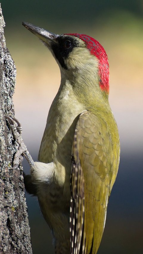 7. Burung Pelatuk<br>