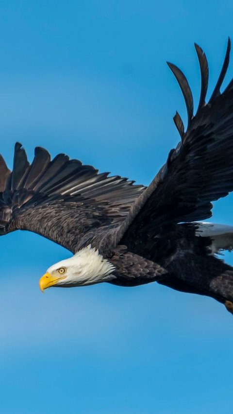 Ilustrasi Burung Elang (Photo by Frank Cone from Pexels)