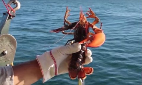 Ingin Suplai Lobster ke Pasar Global, KKP Bakal Terbitkan Sertifikasi Budi Daya Ikan yang Baik