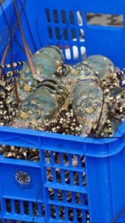 Ingin Suplai Lobster ke Pasar Global, KKP Bakal Terbitkan Sertifikasi Budi Daya Ikan yang Baik