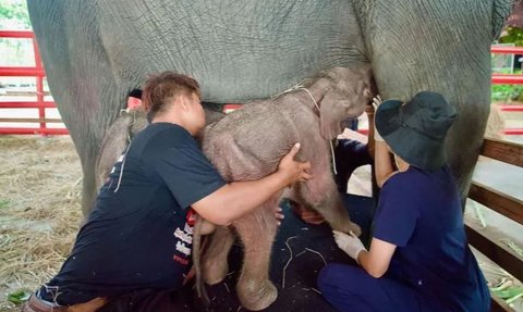 Peristiwa Langka dan Ajaib, Gajah Terancam Punah di Thailand Lahirkan Sepasang Bayi Kembar