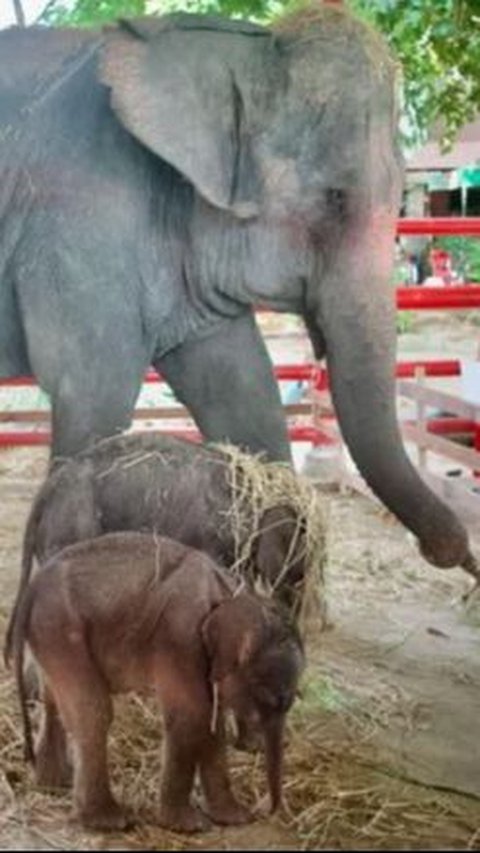 Peristiwa Langka dan Ajaib, Gajah Terancam Punah di Thailand Lahirkan Sepasang Bayi Kembar