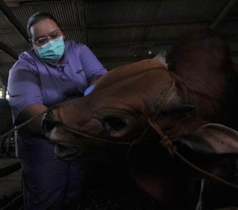 Petugas melakukan pemeriksaan gigi mulut seekor sapi di Rumah potong hewan (RPH) Dharma Jaya, Jakarta, Jumat (14/6/2024). Untuk menjaga kualitas dan kelayakan hewan kurban, sapi-sapi di RPH Dharma Jaya menjalani pemeriksaan kesehatan. Foto: Merdeka.com/Imam Buhori<br>