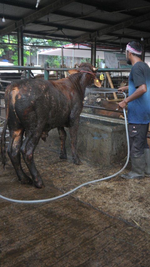 Direktur Utama Perumda Dharma Jaya Raditya Endra Budiman mengatakan ketersediaan hewan kurban di Jakarta hingga saat ini ada sebanyak 800 ekor sapi dan 100 ekor kambing yang siap didistribusikan kepada masyarakat. Foto: Merdeka.com/Imam Buhori