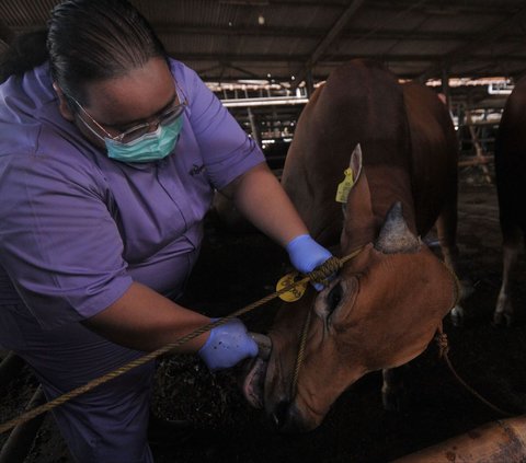 FOTO: Jamin Kualitas Hewan Kurban, Sapi-Sapi di RPH Dharma Jaya Jalani Cek Kesehatan