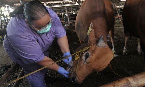 FOTO: Jamin Kualitas Hewan Kurban, Sapi-Sapi di RPH Dharma Jaya Jalani Cek Kesehatan