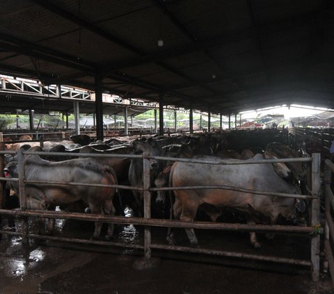 FOTO: Jamin Kualitas Hewan Kurban, Sapi-Sapi di RPH Dharma Jaya Jalani Cek Kesehatan