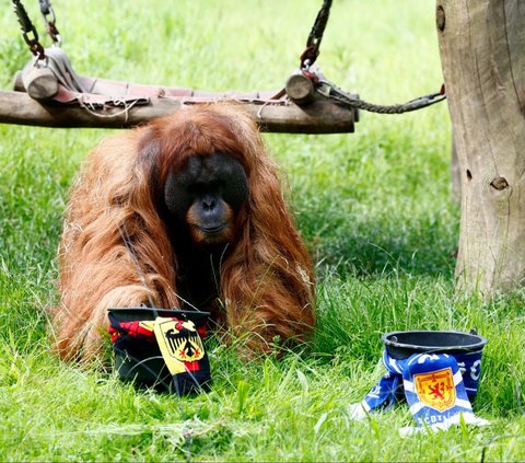 Seekor orangutan Sumatera, Walter saat memprediksi hasil pertandingan Jerman vs Skotlandia dalam laga pembuka Euro 2024 di Kebun Binatang Dortmund, Jerman, pada Kamis (13/4/2024). Orangutan berusia 35 tahun ini memang tak asing dalam memprediksi hasil pertandingan sepakbola, termasuk dalam ajang Piala Dunia, Euro, ataupun kompetisi klub lokal Jerman. REUTERS/Leon Kuegeler