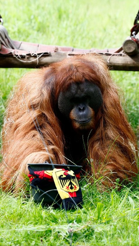 FOTO: Momen Orangutan Sumatra Prediksi Hasil Pertandingan Jerman vs Skotlandia di Euro 2024, Siapa Pemenangnya?