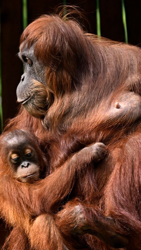 Jelang pembukaan Euro 2024 yang berlangsung di Jerman, orangutan Walter kembali menunjukkan kebolehannya. REUTERS/Leon Kuegeler