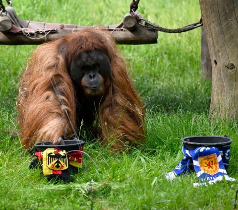 FOTO: Momen Orangutan Sumatera Prediksi Hasil Pertandingan Jerman vs Skotlandia di Euro 2024, Siapa Pemenangnya?