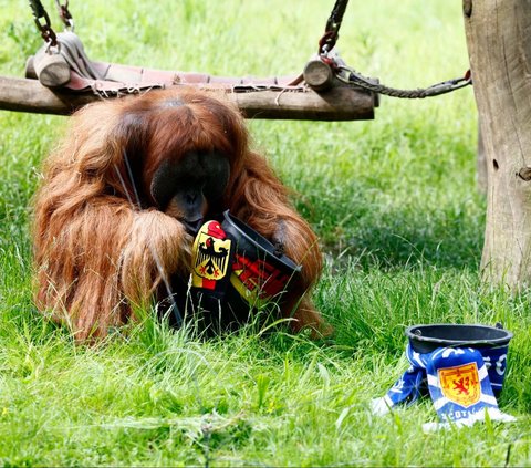 FOTO: Momen Orangutan Sumatera Prediksi Hasil Pertandingan Jerman vs Skotlandia di Euro 2024, Siapa Pemenangnya?