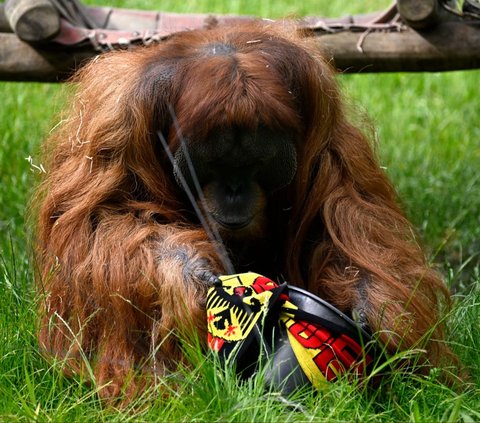 FOTO: Momen Orangutan Sumatera Prediksi Hasil Pertandingan Jerman vs Skotlandia di Euro 2024, Siapa Pemenangnya?