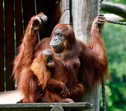 FOTO: Momen Orangutan Sumatera Prediksi Hasil Pertandingan Jerman vs Skotlandia di Euro 2024, Siapa Pemenangnya?