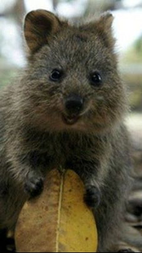 1. Quokka