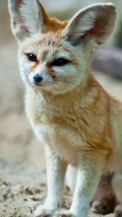 3. Rubah Fennec, Rubah Terkecil di Dunia<br>