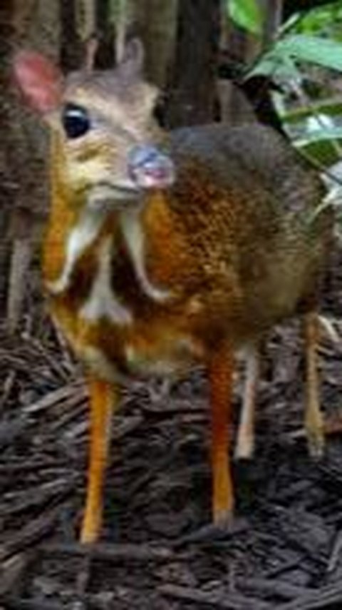 5. Chevrotain atau Kancil<br>