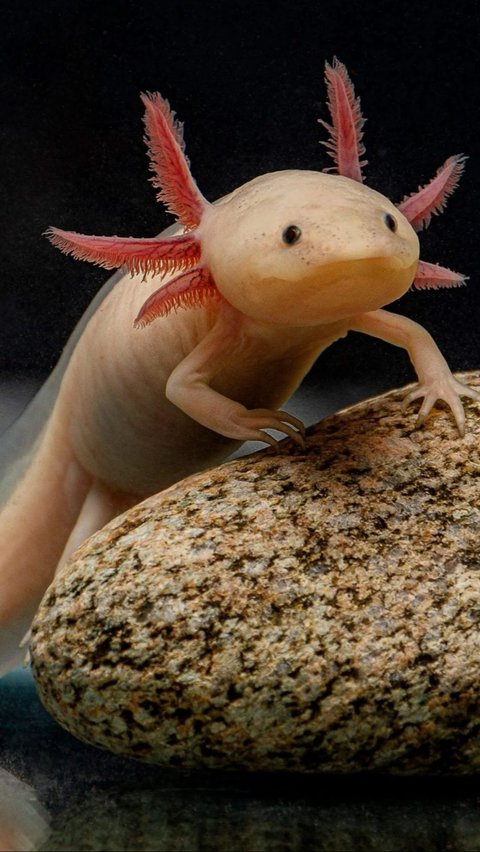 7. Axolotl<br>