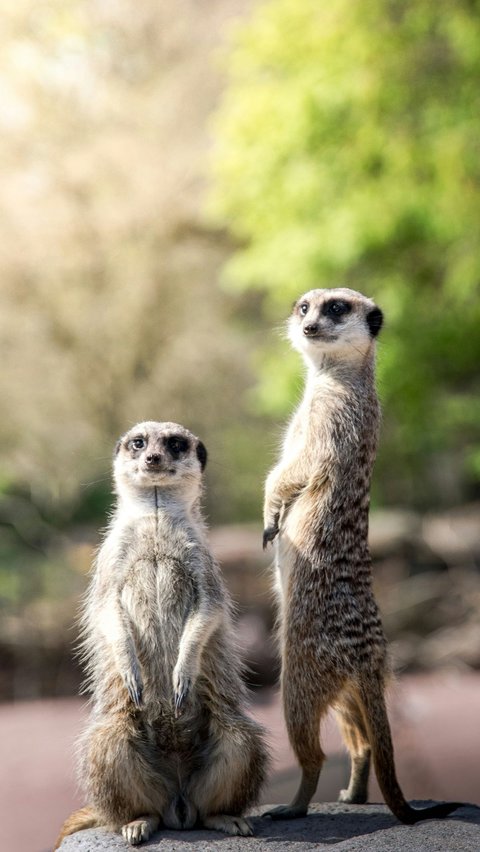 8. Meerkat<br>