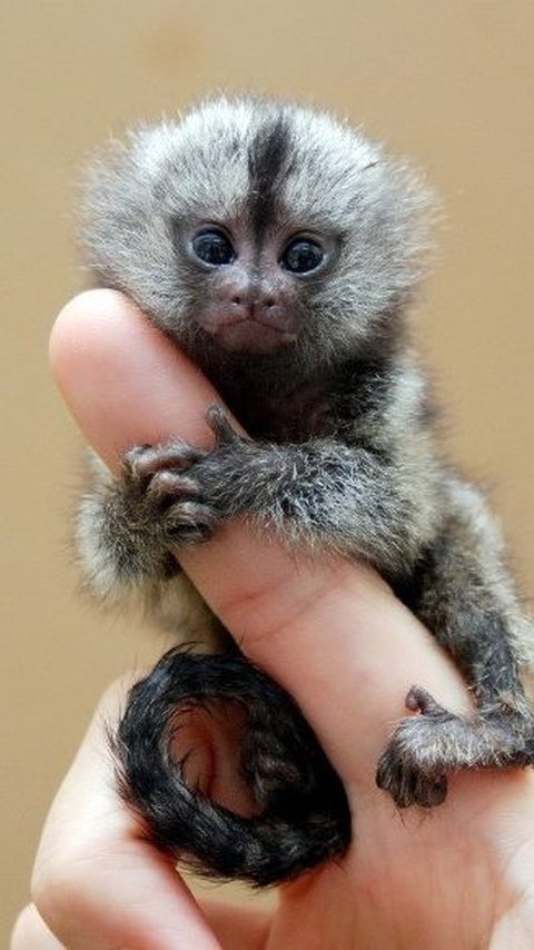 10. Marmoset Kerdil<br>