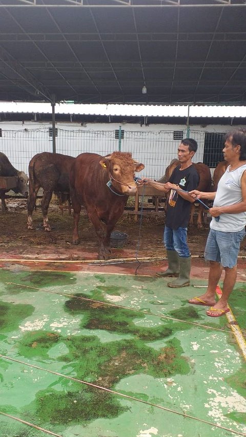 Penampakan Sapi Kurban Berbobot 500 kg Milik Gibran Rakabuming Raka di Masjid Agung Al Azhar